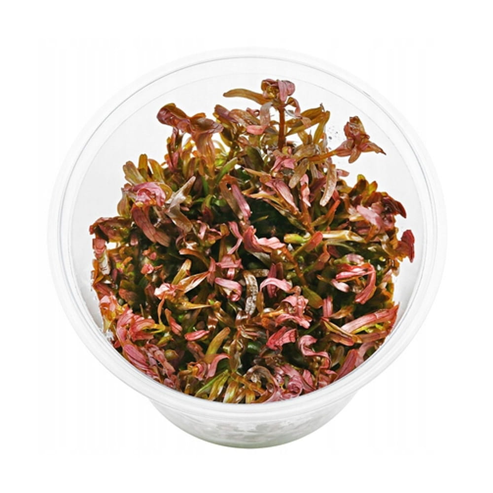 Rotala Blood Red kubek invitro 10cm czerwona roślina na tylny plan